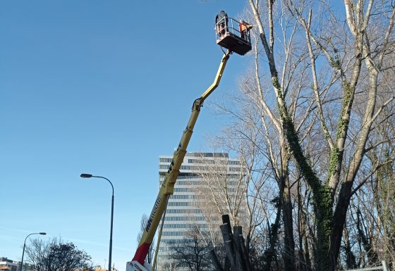 Orez stromu, ohrozujúceho cestnú komunikáciu